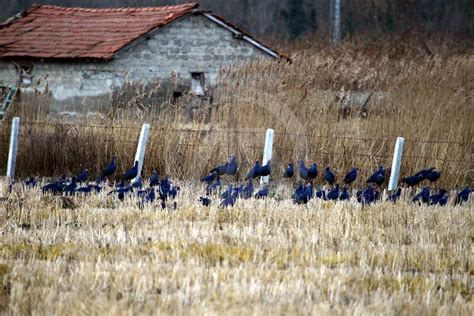 G­ö­ç­m­e­n­ ­k­u­ş­l­a­r­ı­n­ ­k­ı­ş­ ­d­u­r­a­ğ­ı­ ­K­ı­z­ı­l­ı­r­m­a­k­ ­D­e­l­t­a­s­ı­